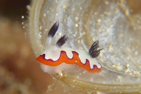 フジナミウミウシ