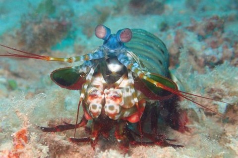 モンハナシャコ