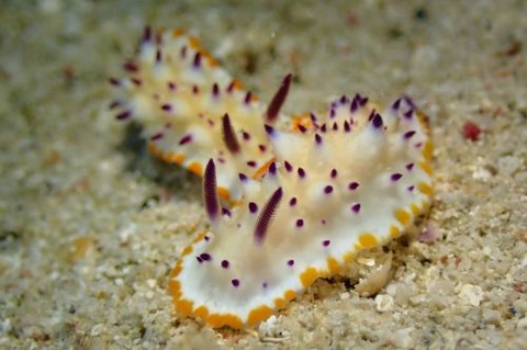 レンゲウミウシ