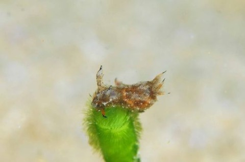 フジタウミウシ属の1種