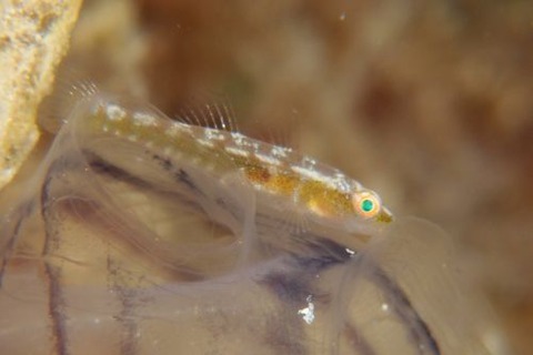 ウミショウブハゼ属の1種