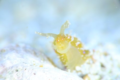 ヒメミドリアメフラシ