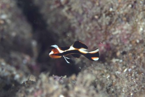 ヒレグロコショウダイ