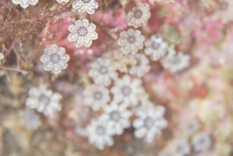 ハナビラユキバナ