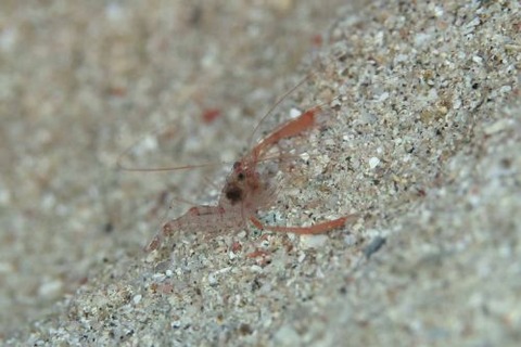 スベスベオトヒメエビ属の1種