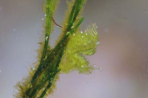 フィコカリス・シムランス