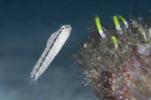 ペトロスキルテス・ゼスタス