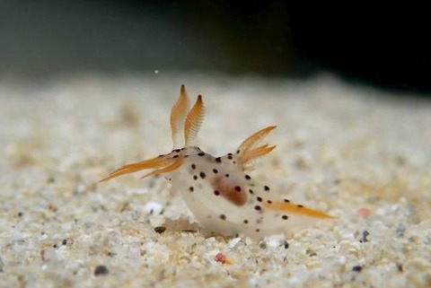 フジタウミウシ科の1種