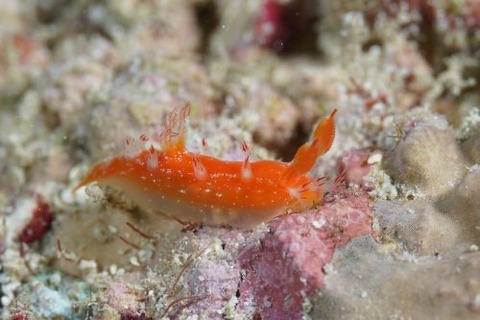 ヒメエダウミウシ