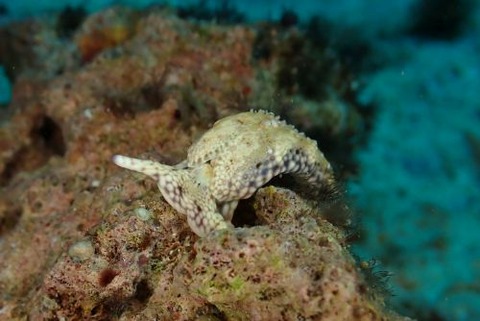 チドリミドリガイ