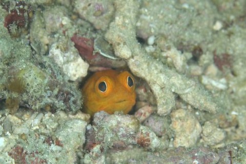 ホシカゲアゴアマダイ