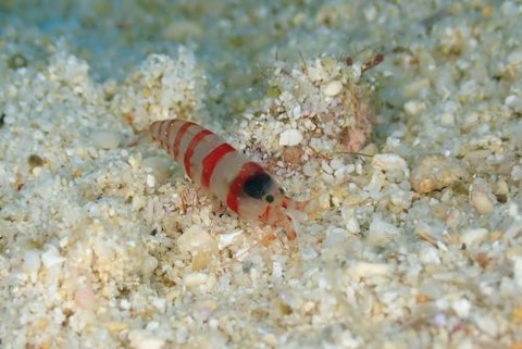 テッポウエビ科の1種