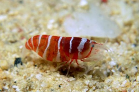 カザリムラサキエビ