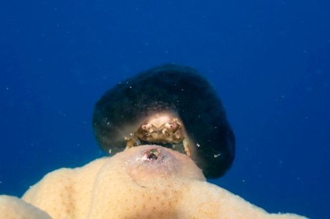 カイカムリ科の1種