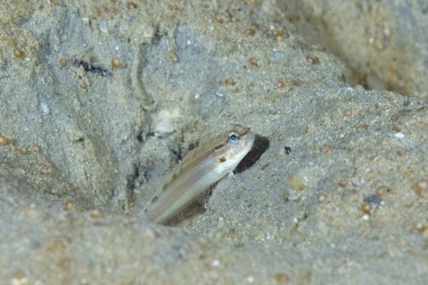 サラサハゼ属の1種