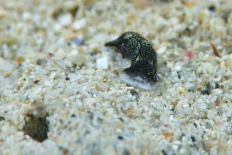 ミョウジンツバメガイ