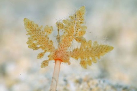 ワレカラのなかま