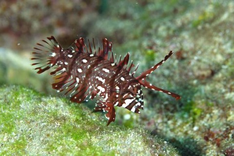 オビテンスモドキ