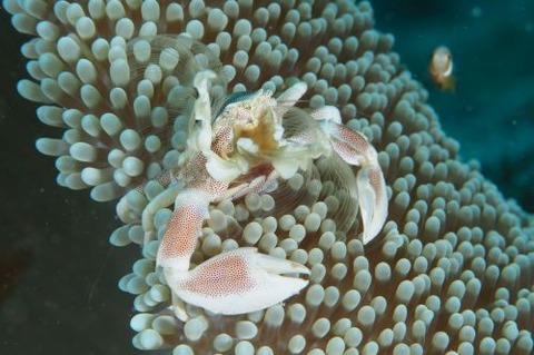 アカホシカニダマシ