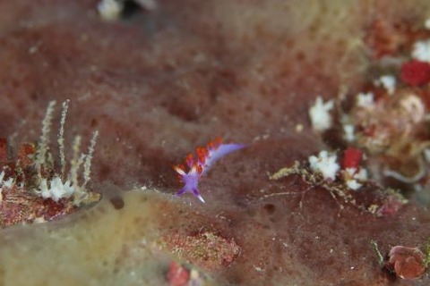 ルージュミノウミウシ