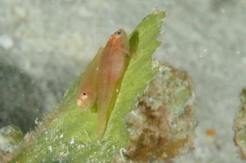 セボシウミタケハゼ