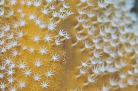 セボシウミタケハゼ