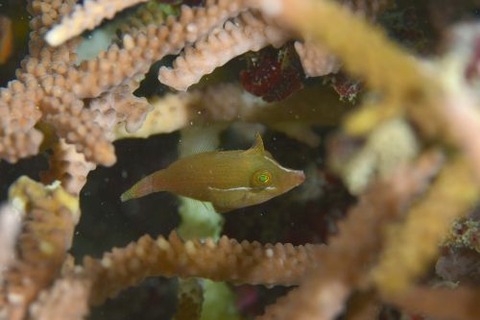 タテジマカワハギ