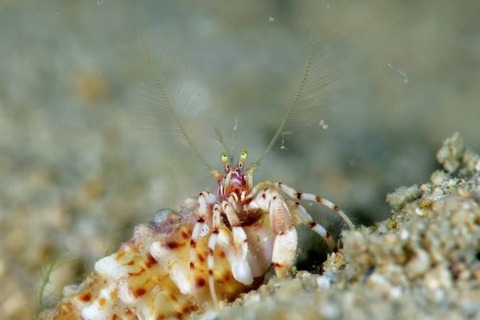 ツノヤドカリ属の1種