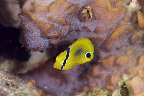 スミツキトノサマダイ