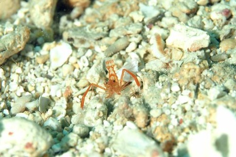 スベスベオトヒメエビ属の1種