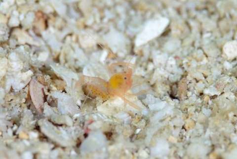 ベニマトイサンゴヒメエビ