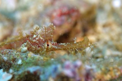 タツウミヤッコ