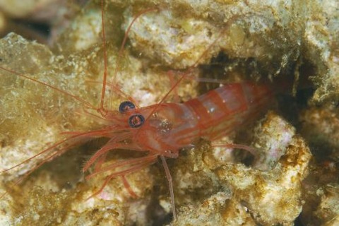 コモレビアカモエビ