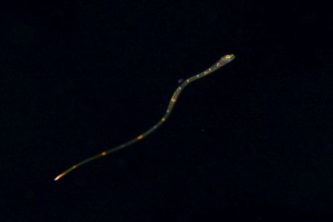 刺激的な水中生物