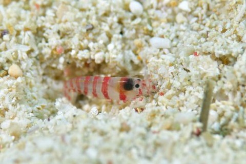 テッポウエビ科の1種