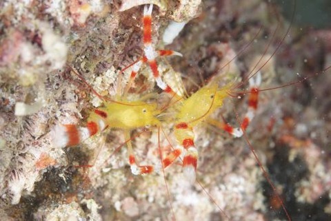 ステノプス・ザンジバリクス