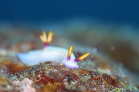 ゾウゲイロウミウシ