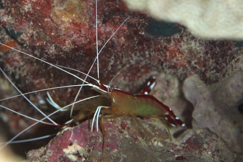 アカシマシラヒゲエビ