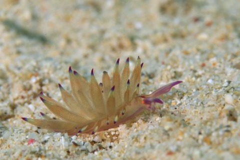 ウミウシ不明種