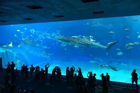美ら海水族館
