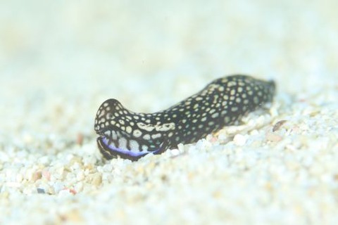 アミメキセワタ