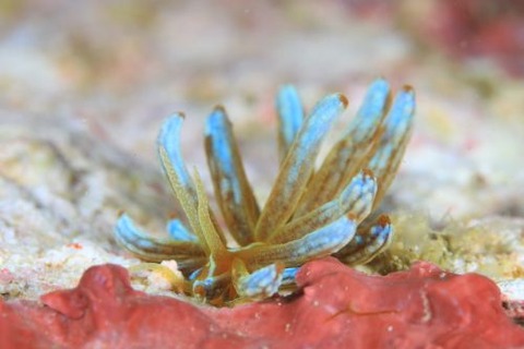 アカクセニアウミウシ