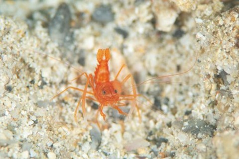 スベスベオトヒメエビ属の1種