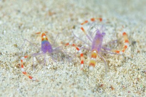 バイオレットボクサーシュリンプ