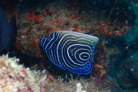 タテジマキンチャクダイ