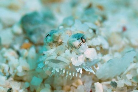 ヒゲモジャハゼ