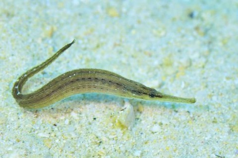 ハシナガチゴヨウジ