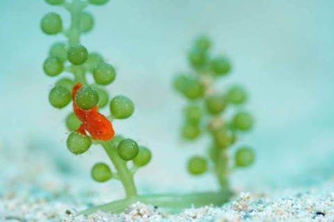 オオモンカエルアンコウ