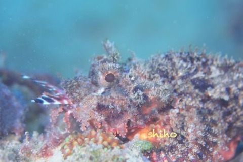 フサカサゴ科の1種