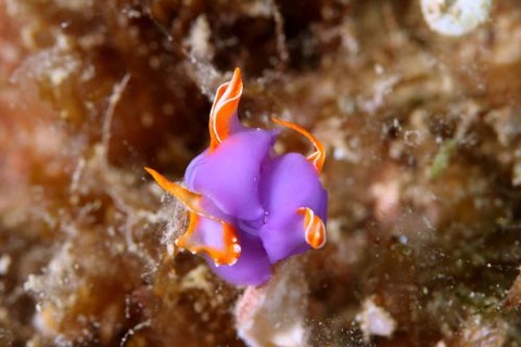 ムラサキウミコチョウ